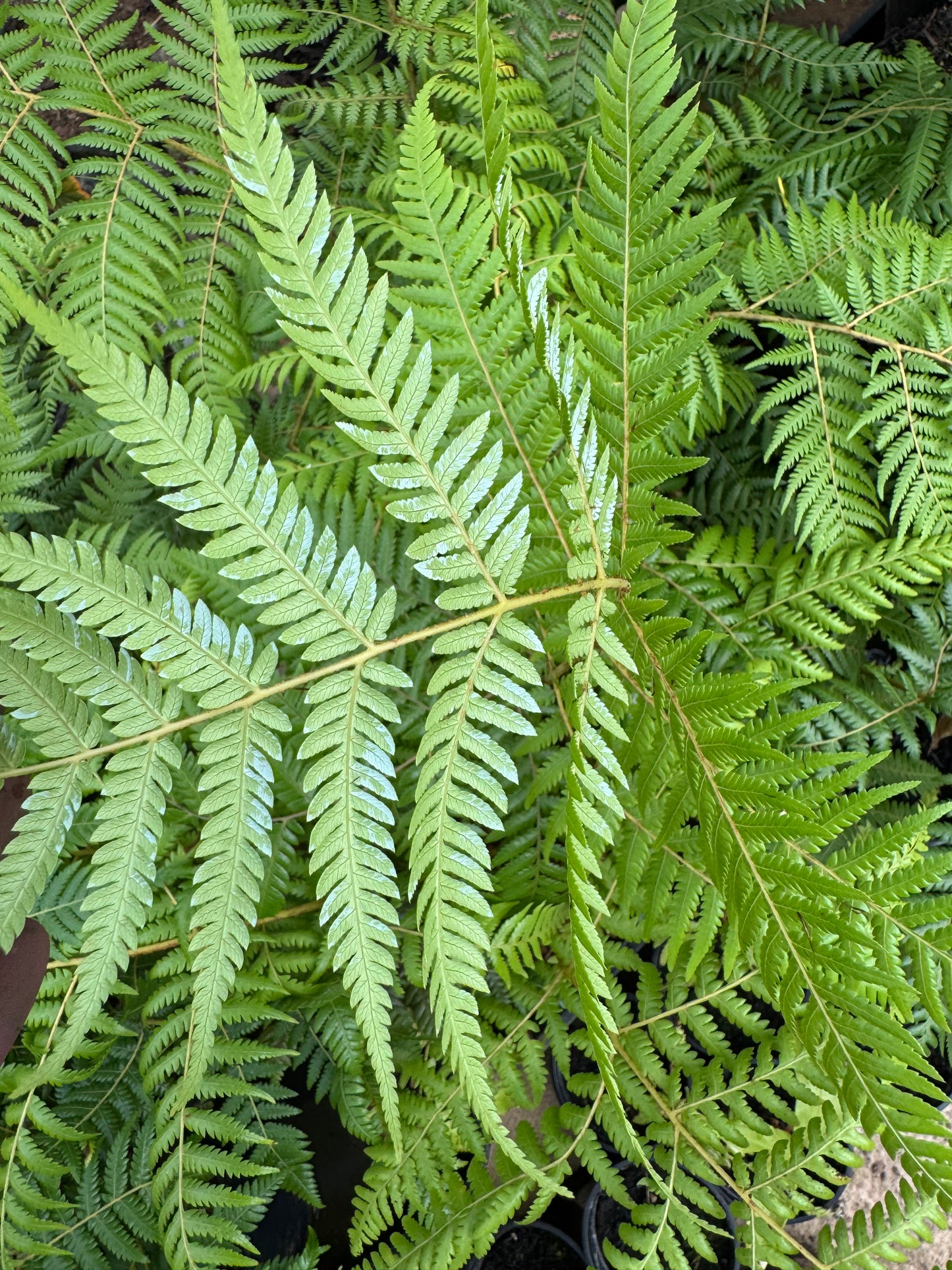 Cyathea dealbata