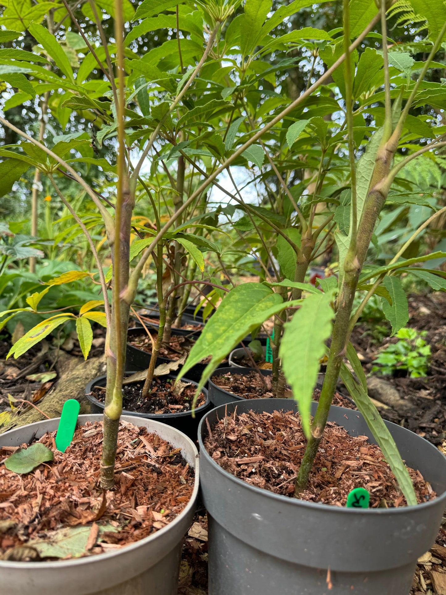 Scheffelera Rhododendrifolia