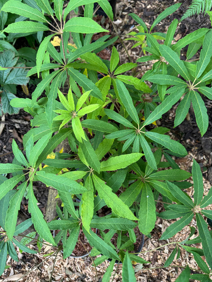 Scheffelera Rhododendrifolia