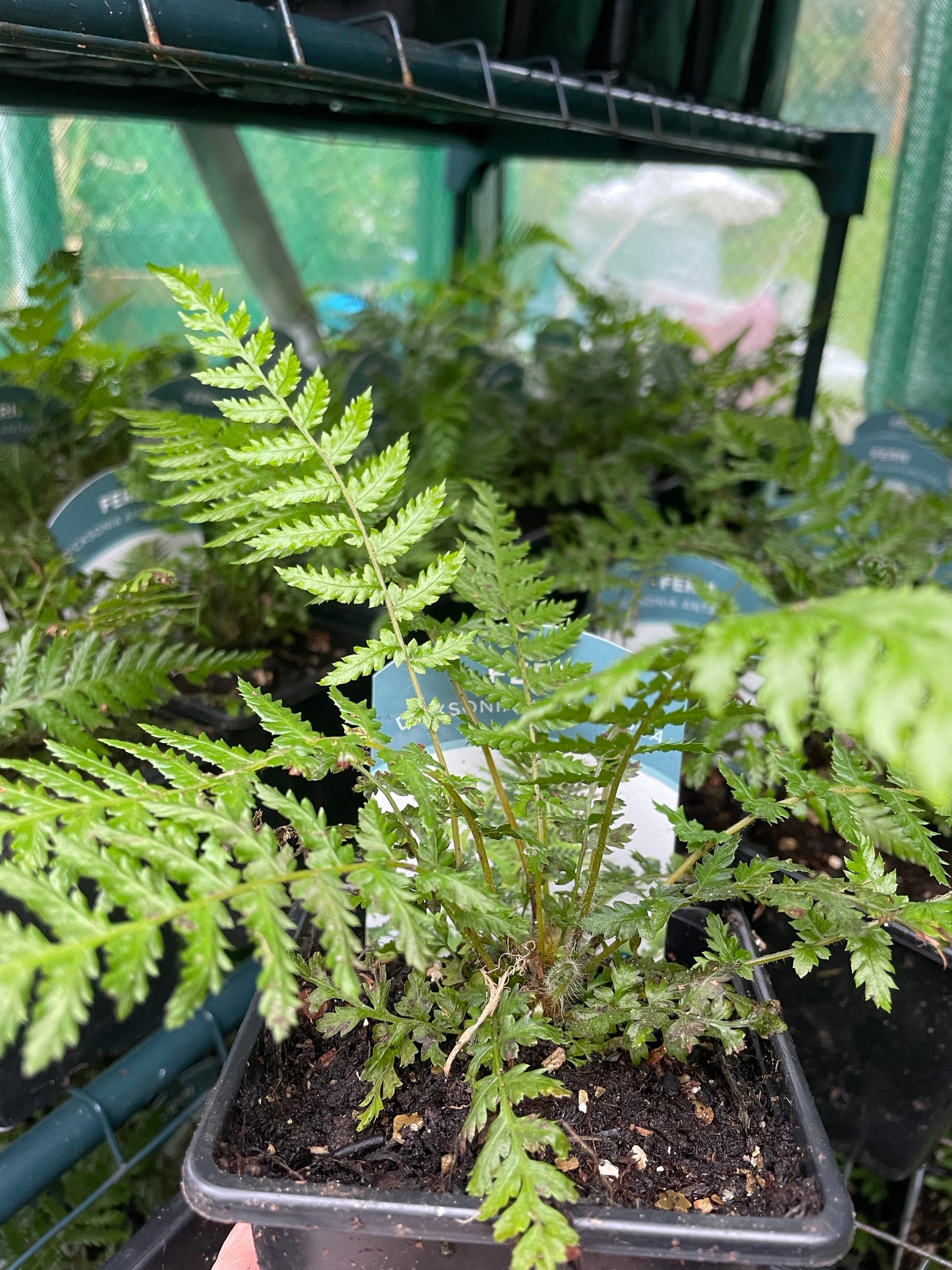 Dicksonia antarctica – Tree Fern