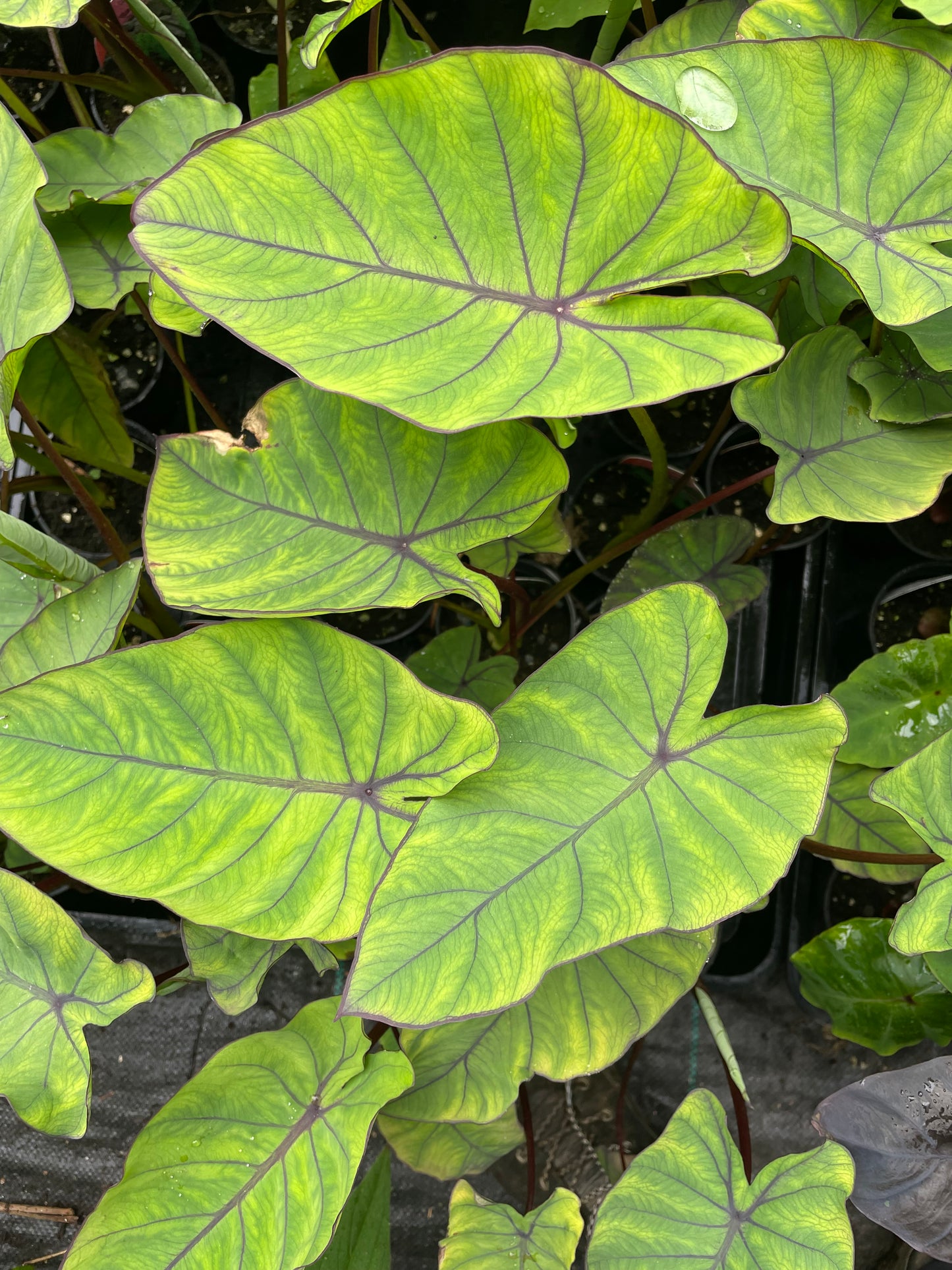 Colocasia Blue Hawaii Triple Pack