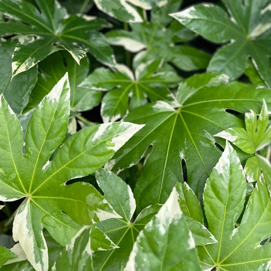 Fatsia japonica 'Variegata'