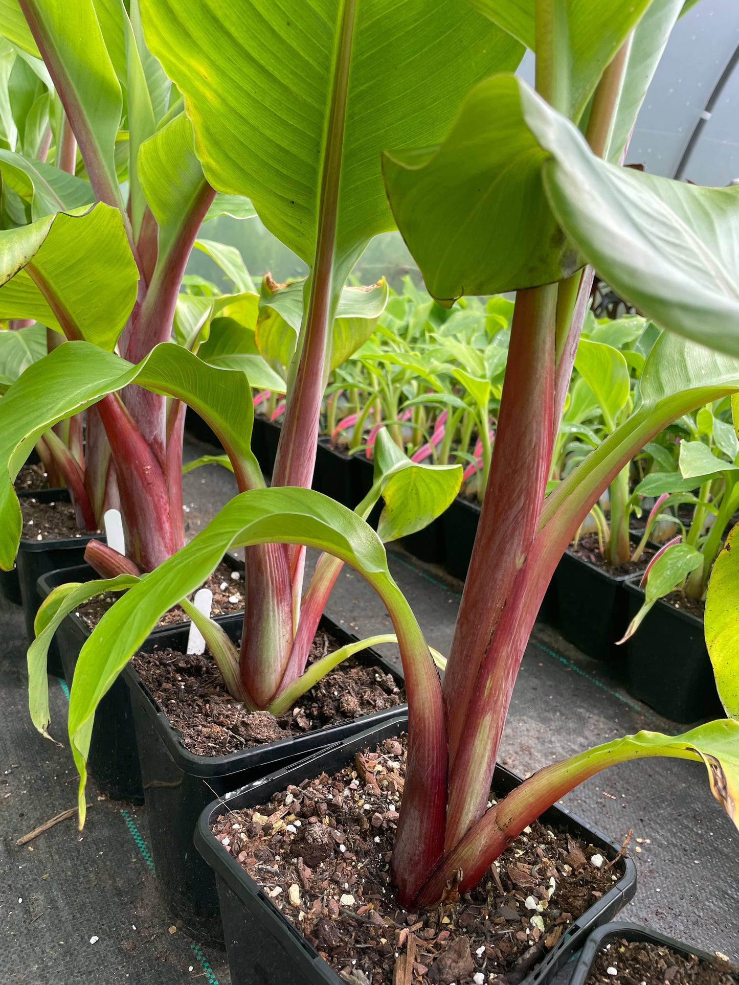 Red/Pink stem Ensete ventricosum