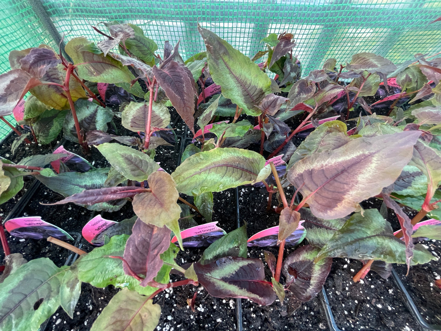 Persicaria microcephala 'Red Dragon'