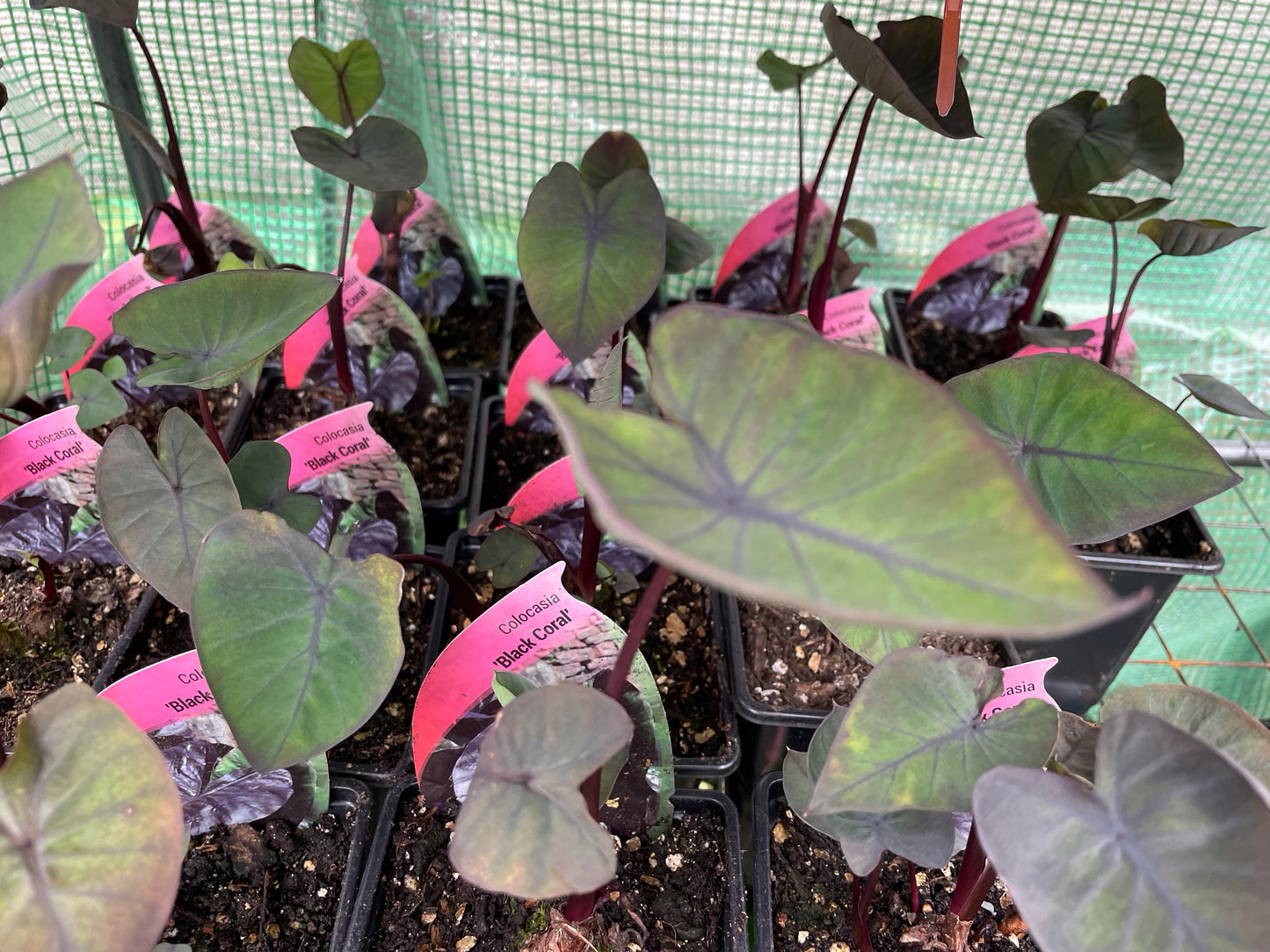 Colocasia "Black Coral"