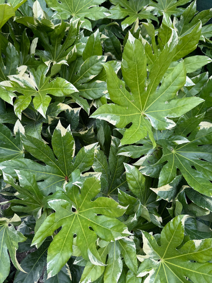 Fatsia japonica 'Variegata'