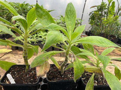 Echium Pininana (Pink Fountain)