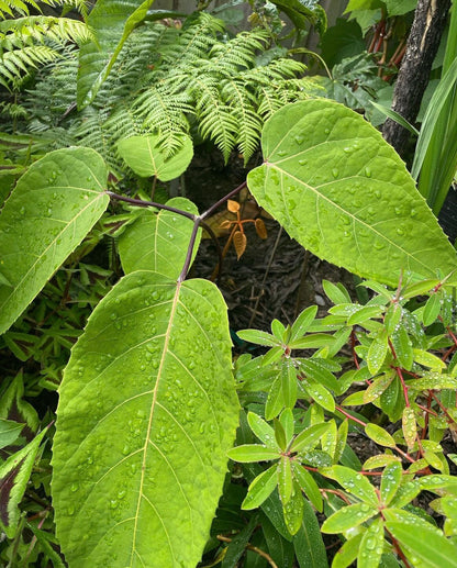 Schefflera macrophylla