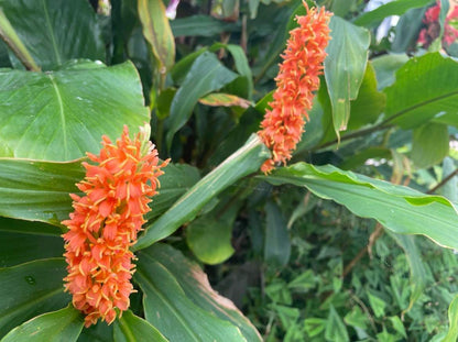 Hedychium densiflorum ‘Assam orange’ large pot