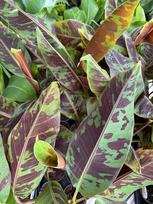 Musa acuminata 'Zebrina'