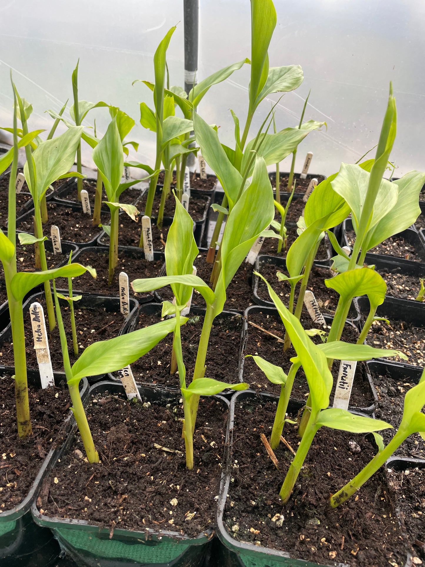 Hedychium forrestii