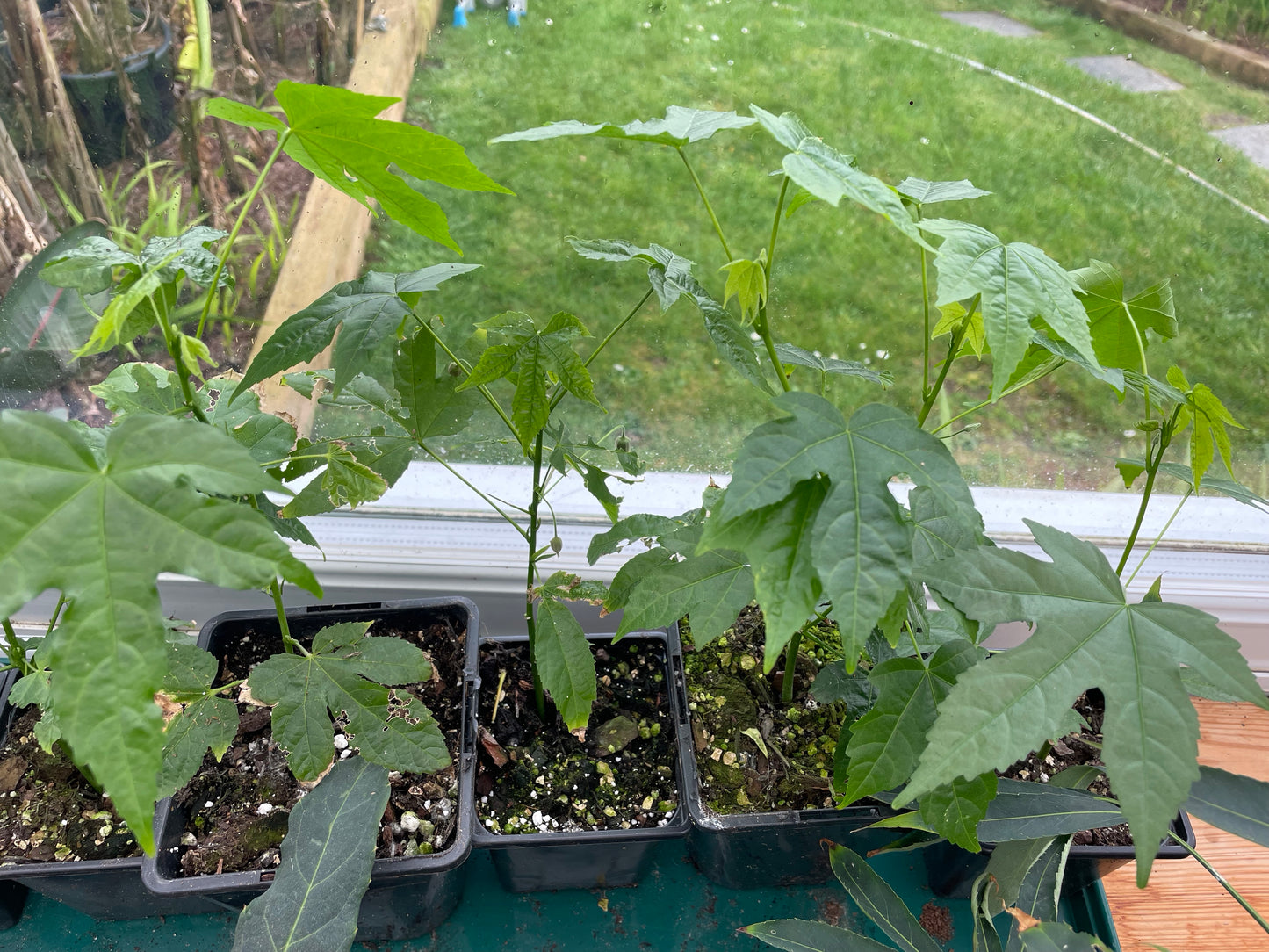 Abutilon 'Red Tiger'