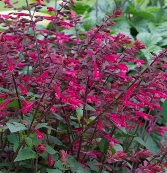 Salvia Salmia Dark Purple