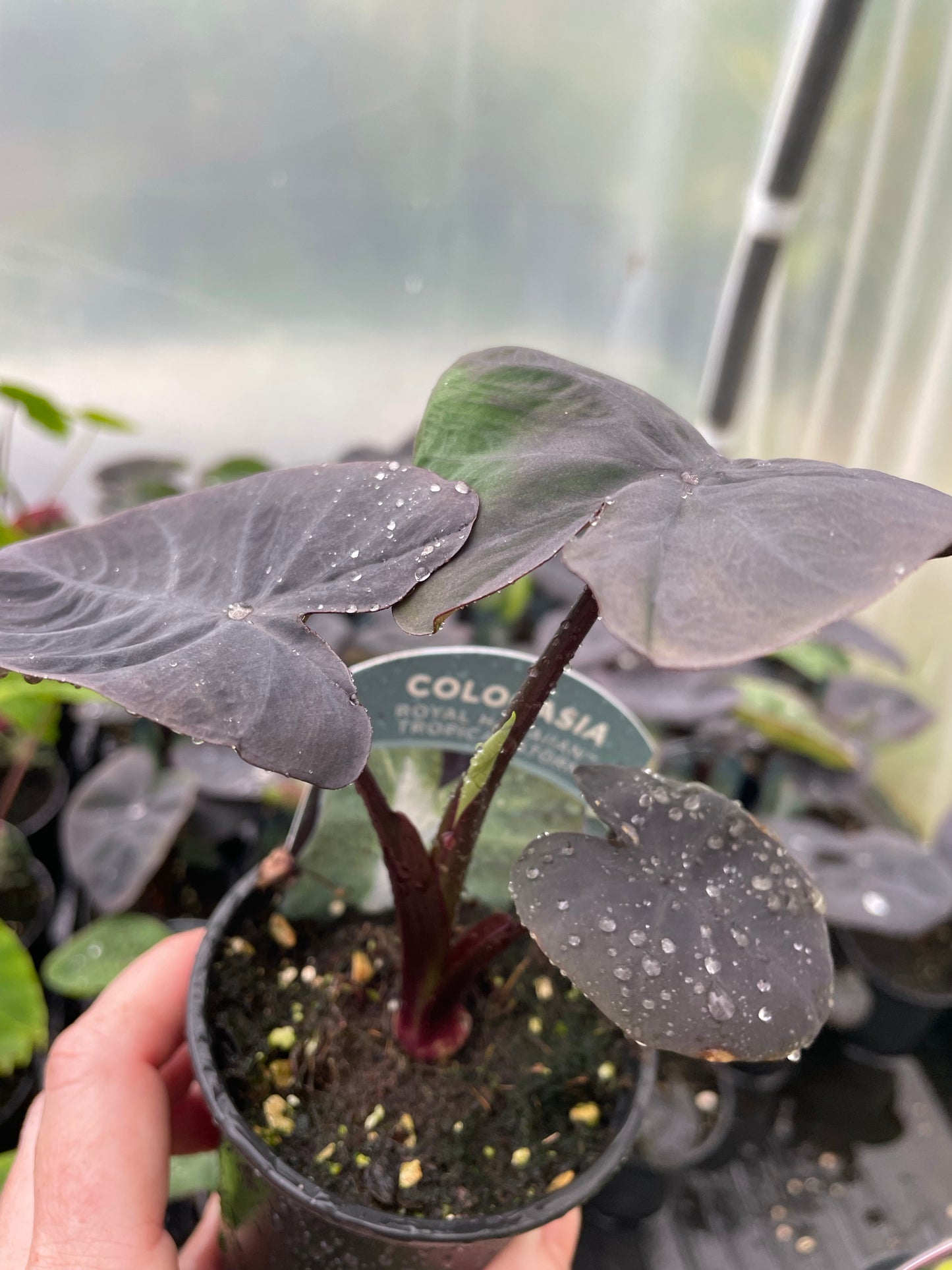 Colocasia ‘Tropical Storm’