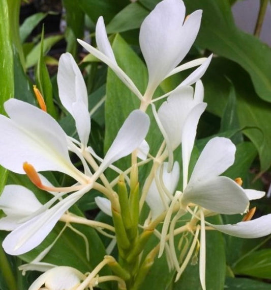 Hedychium forrestii