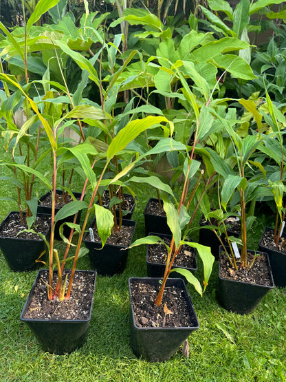 Hedychium densiflorum ‘Assam orange’ large pot