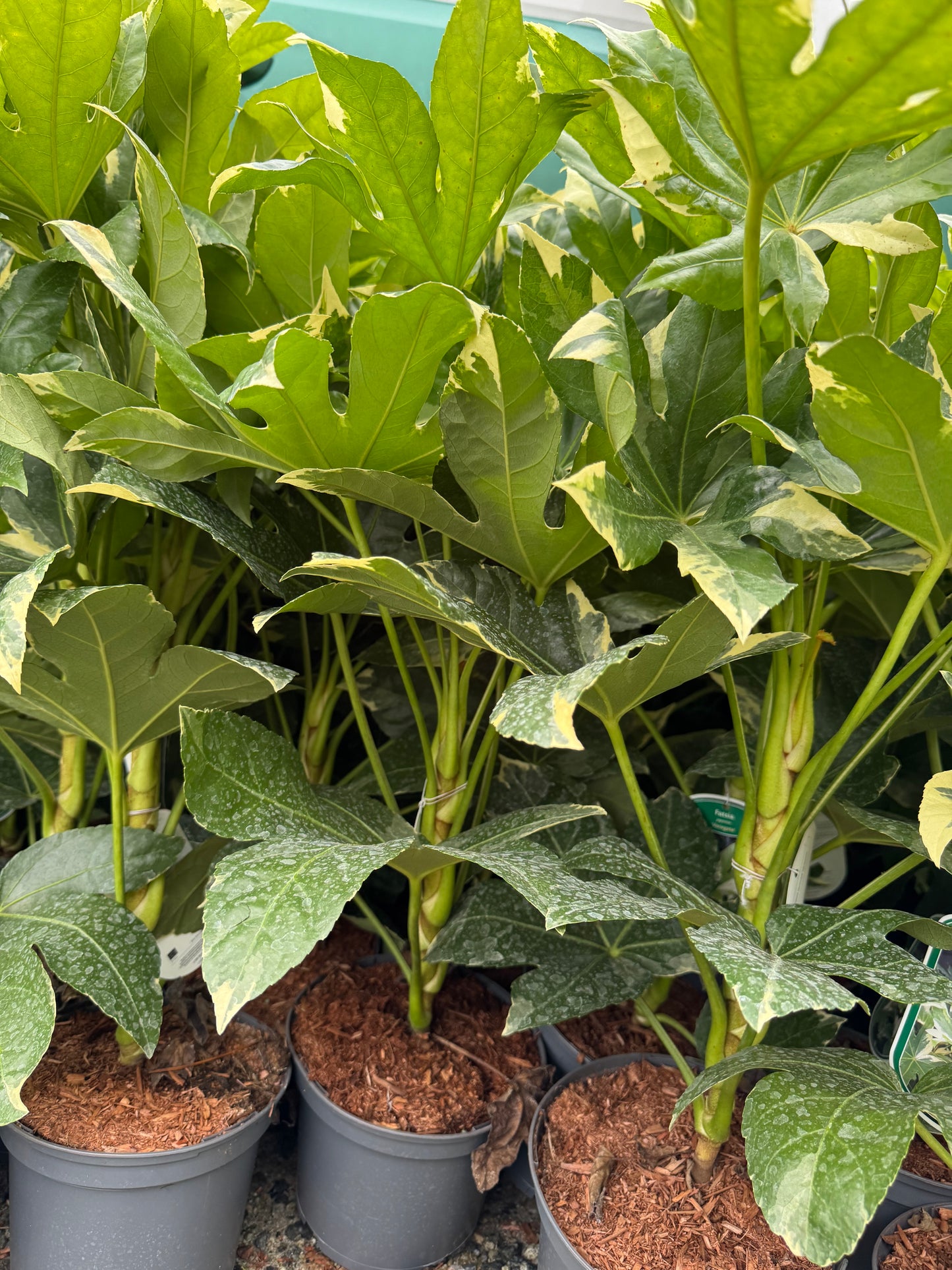 Fatsia japonica 'Variegata'