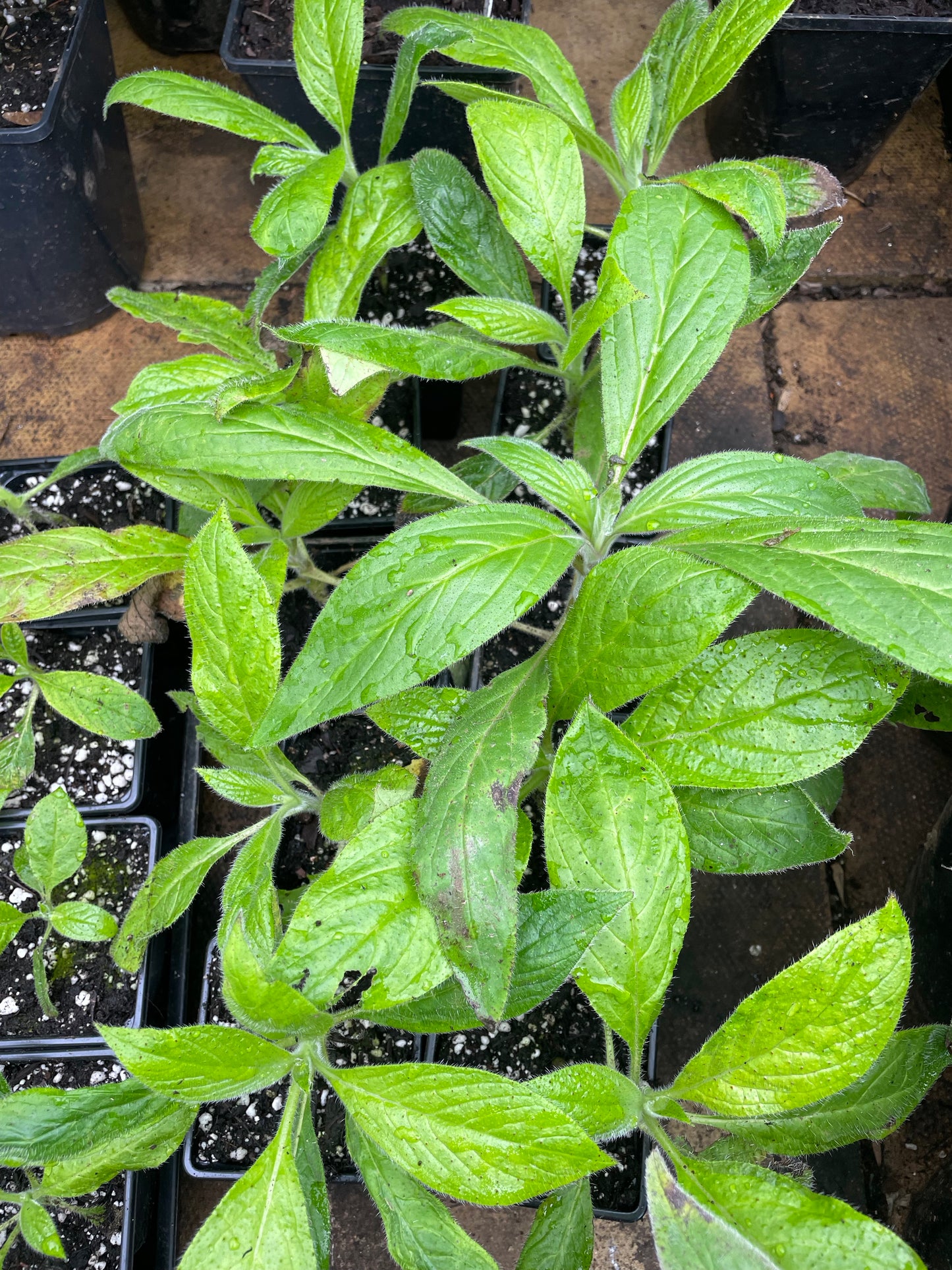 Echium Pininana - Blue Steeple 1st Year Small Plants