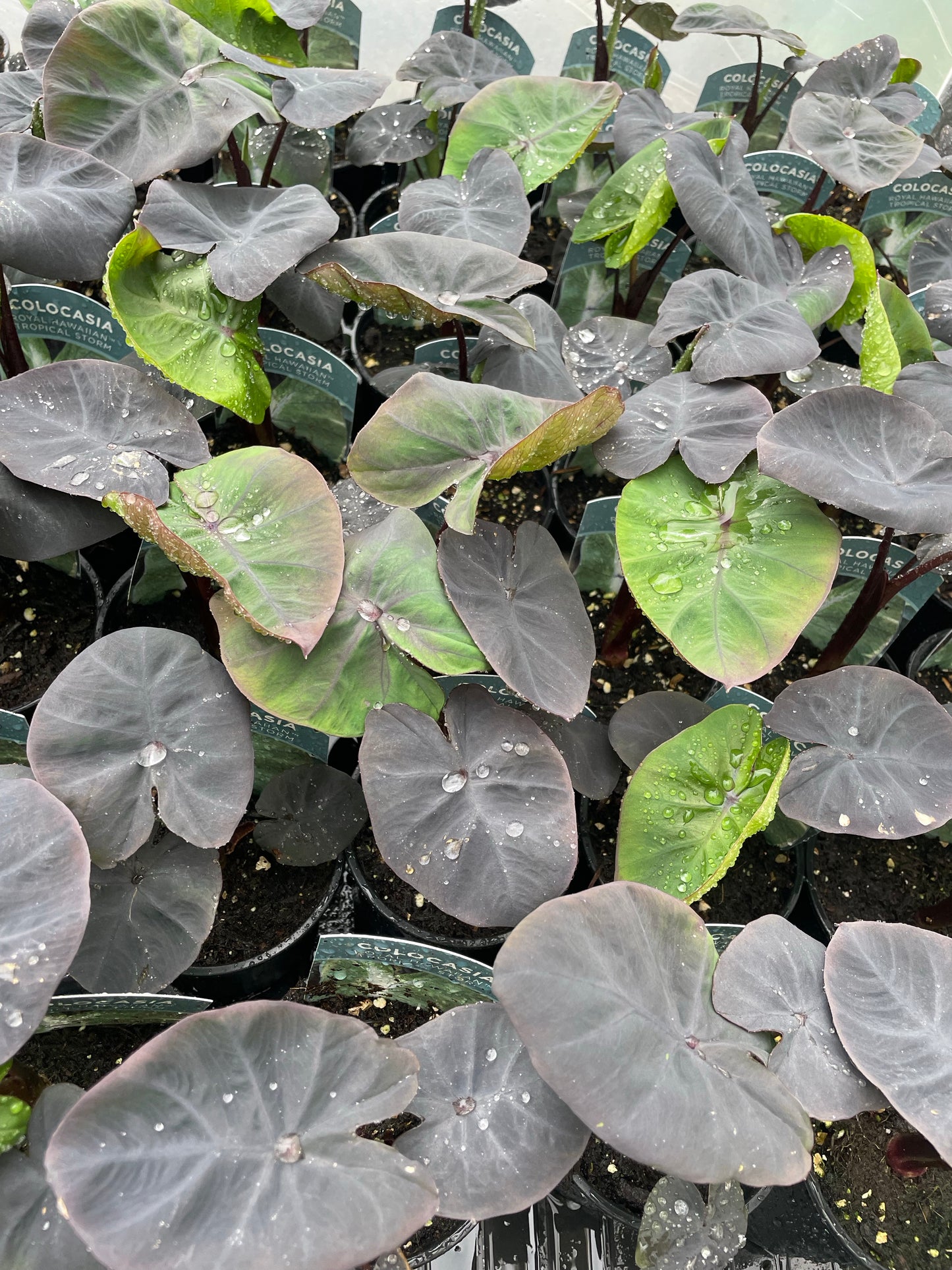 Colocasia ‘Tropical Storm’