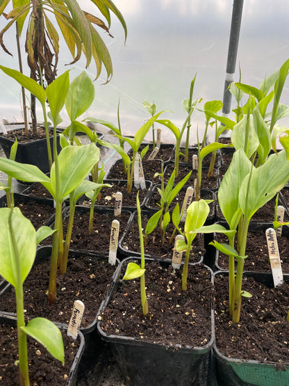 Hedychium forrestii