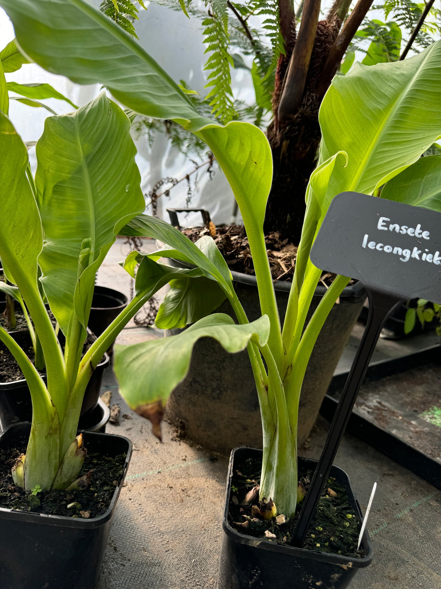 Ensete lecongkietii