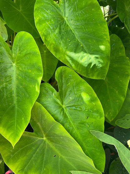 Colocasia 'Maui Gold' Triple Pack