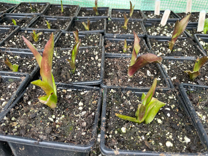 Eucomis 'Sparkling Burgundy'