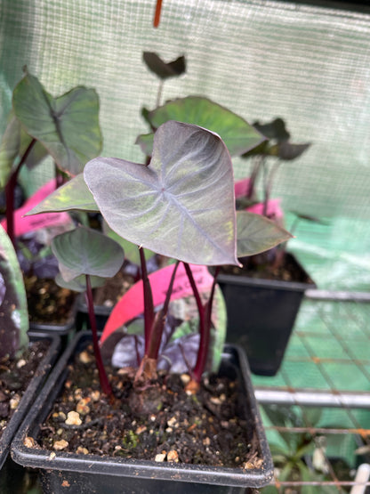 Colocasia "Black Coral"