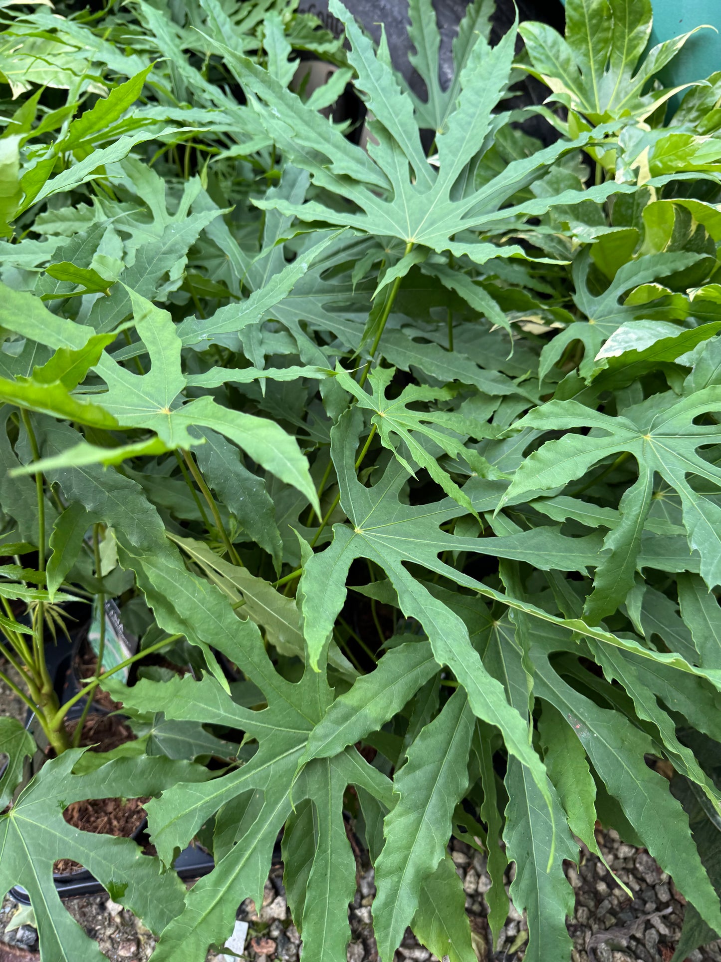 Fatsia polycarpa 'Green Fingers'