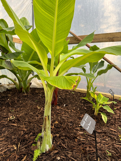 Ensete glaucum - snow banana