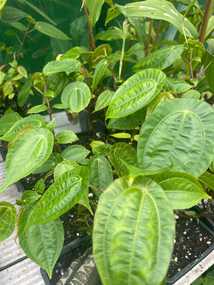 Pilea insolens