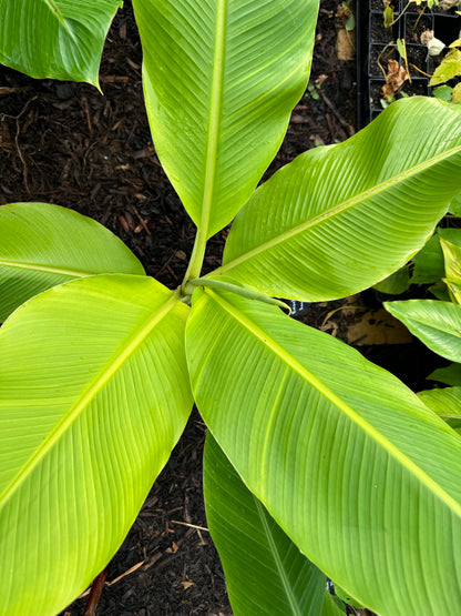 Ensete glaucum - snow banana