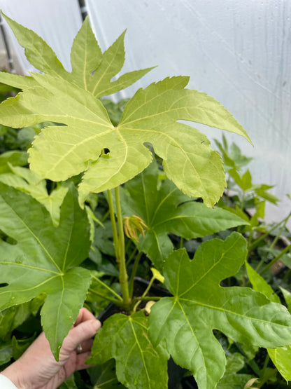 Fatsia Japonica