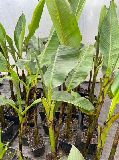 Musa Sikkimensis Red Tiger (Large)