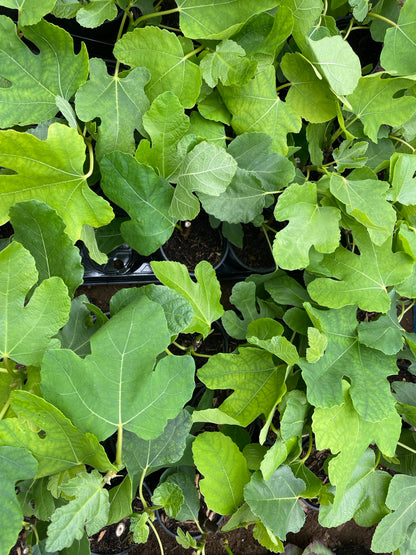 Ficus carica ‘Brown Turkey’