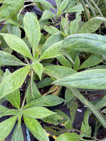 Echium Pininana (Snow Tower)