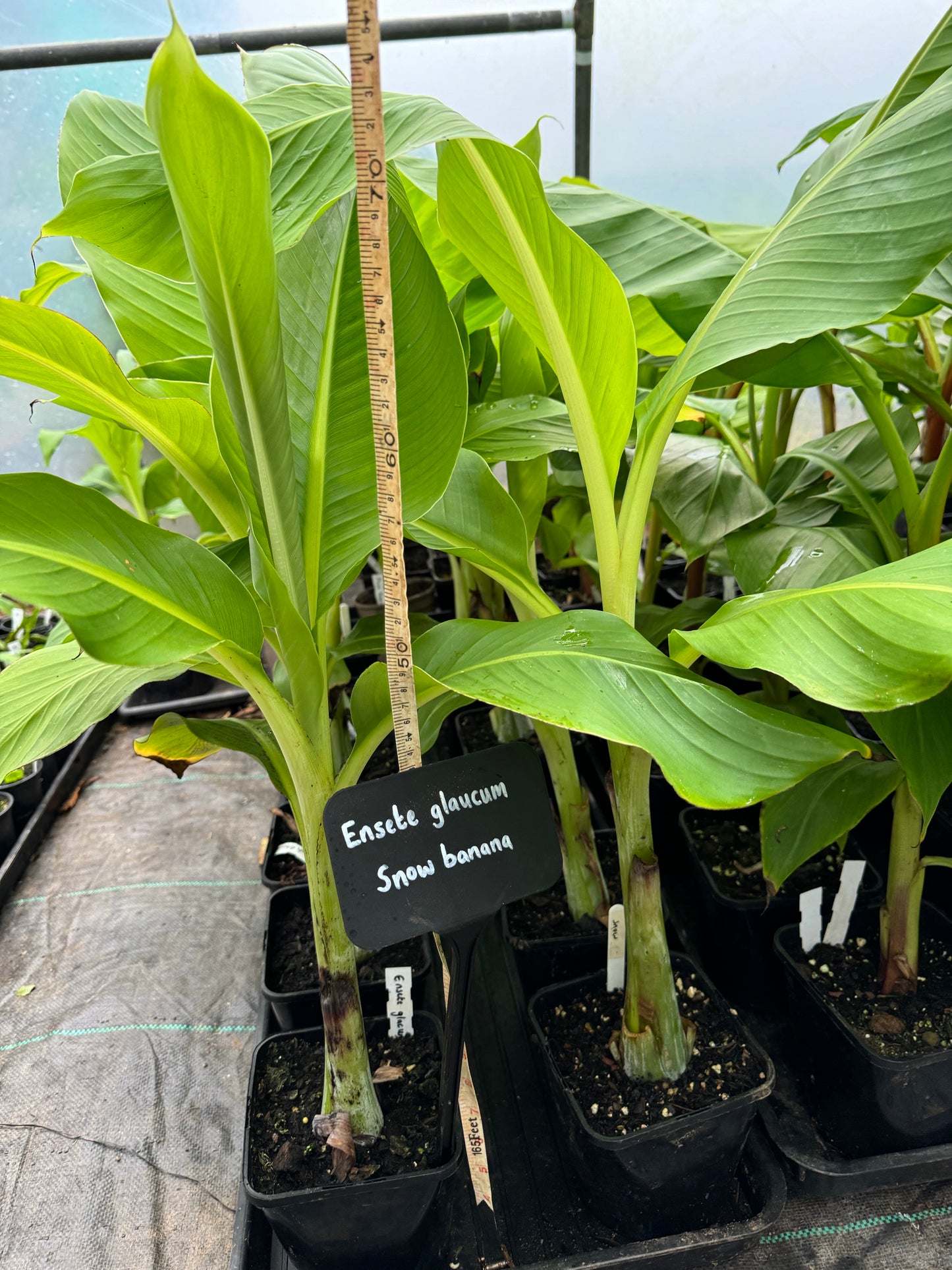 Ensete glaucum - snow banana