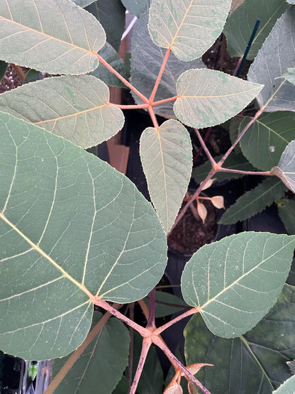 Schefflera macrophylla