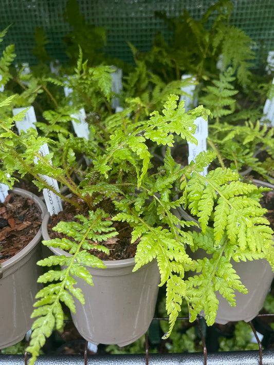 Cyathea cooperi – Tree fern