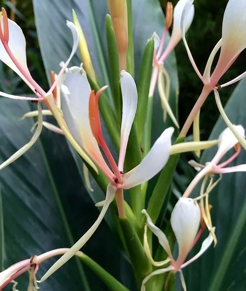 Hedychium 'Helen Dillon'