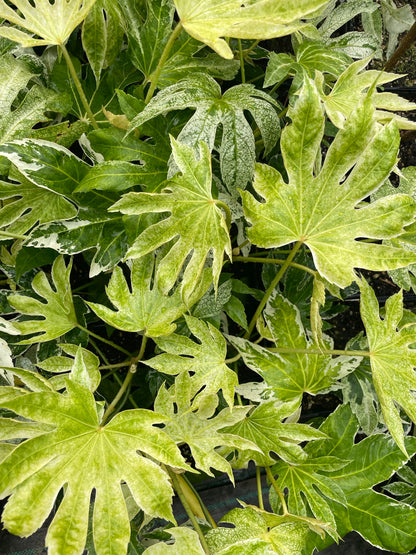 Fatsia Japonica Spiders Web