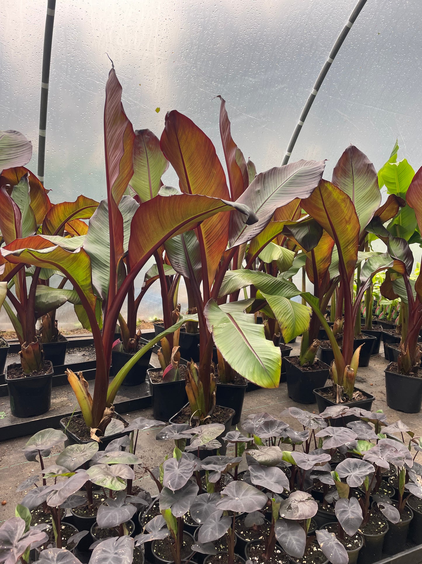 Ensete ventricosum maurelii (Large)