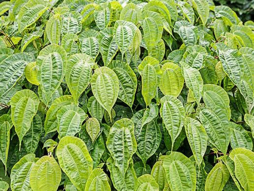 Pilea insolens