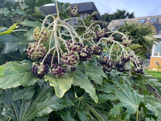 Fatsia Japonica