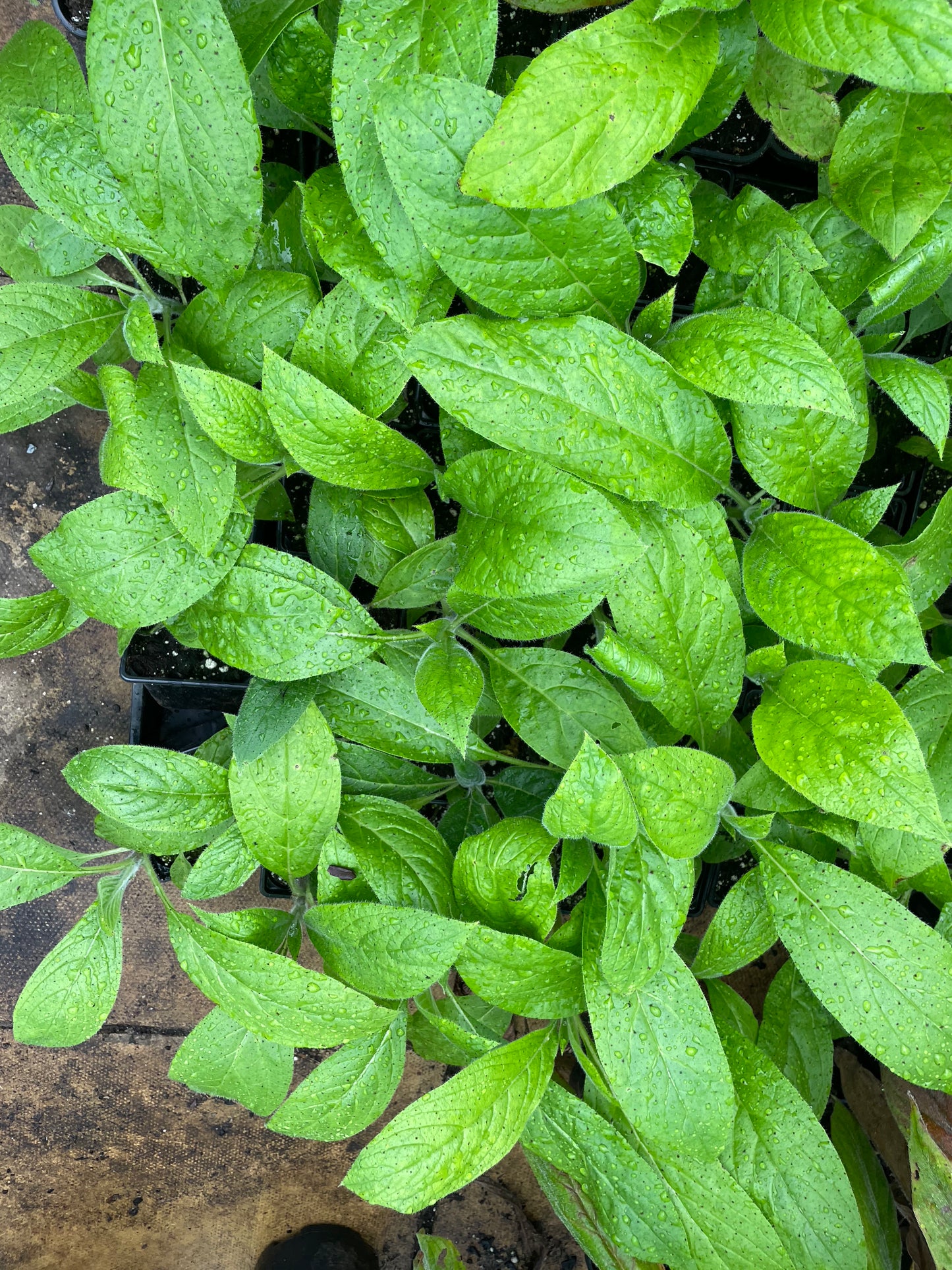 Echium Pininana - Blue Steeple 1st Year Small Plants