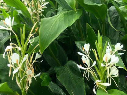 Hedychium forrestii