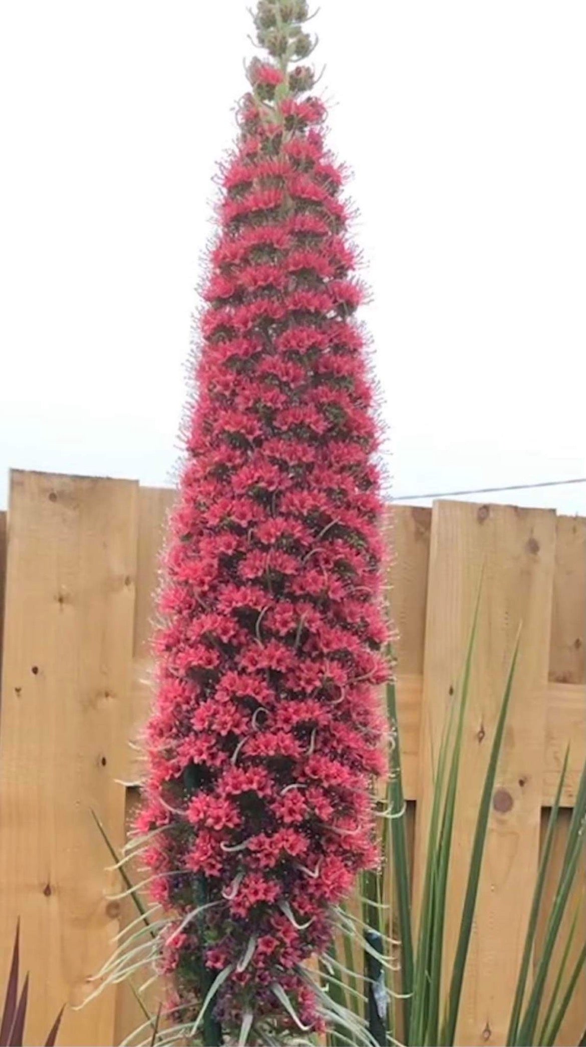 Echium Wildpretii