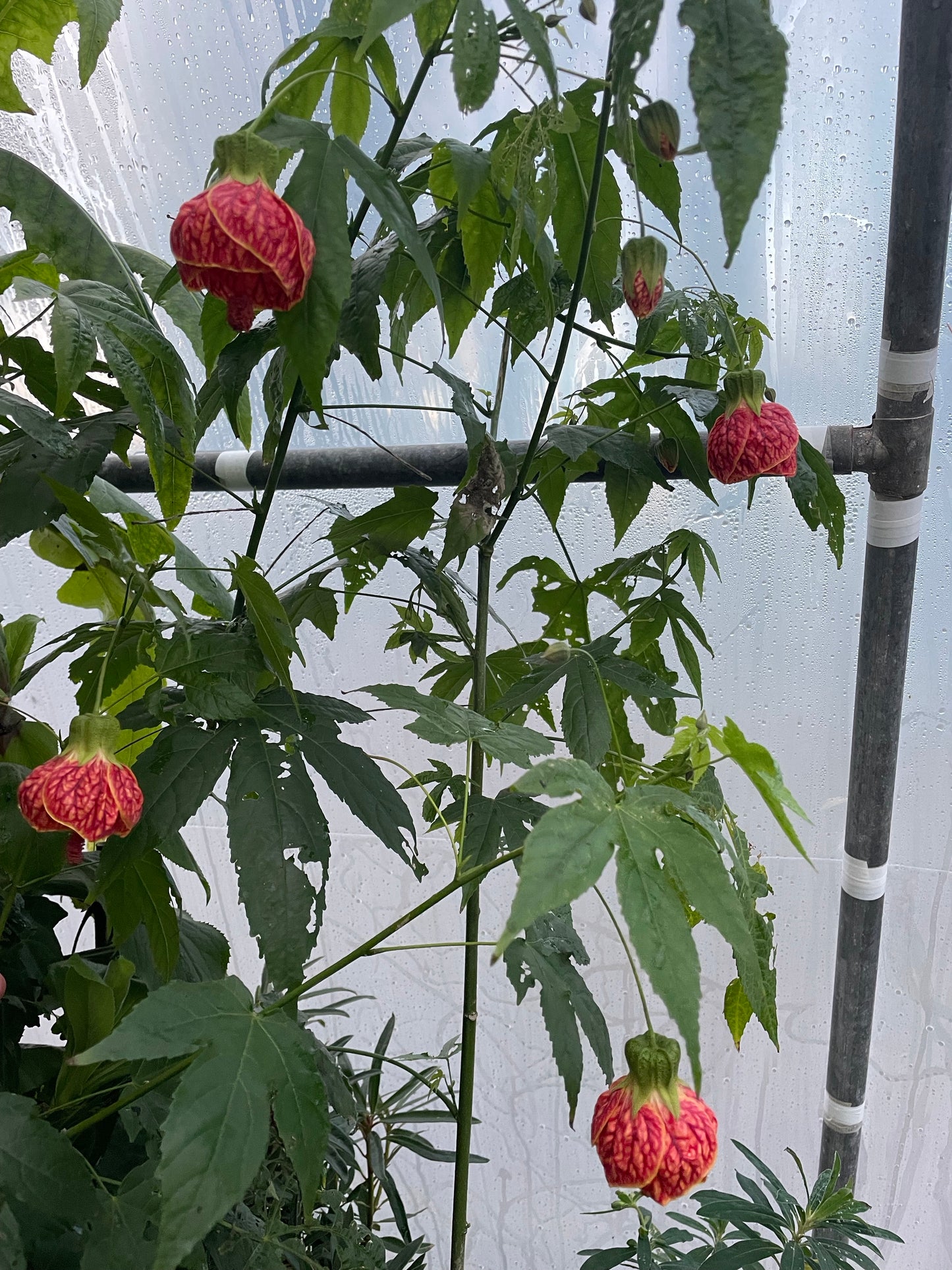 Abutilon 'Red Tiger' – Jungle in a Box