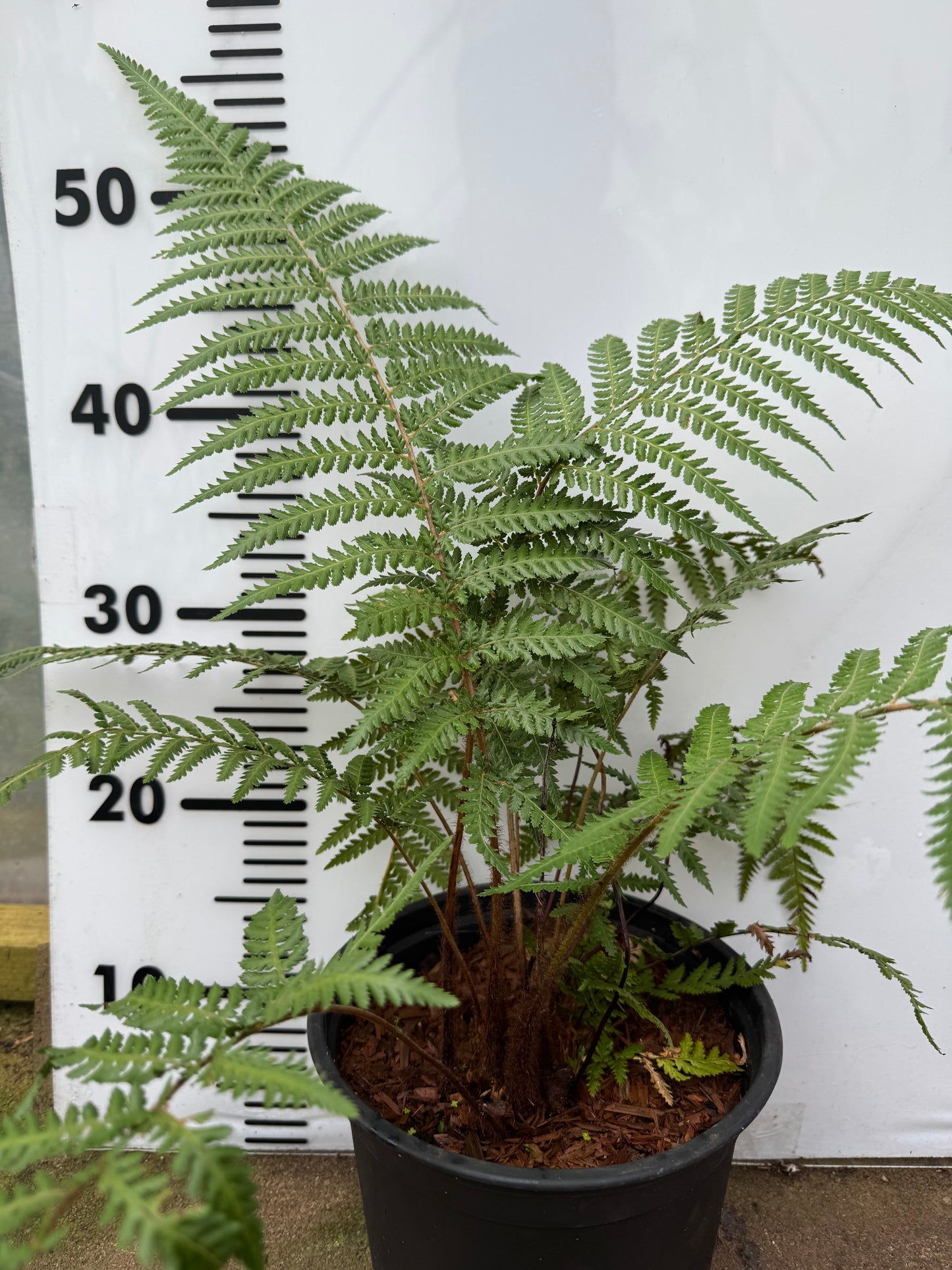 Dicksonia fibrosa