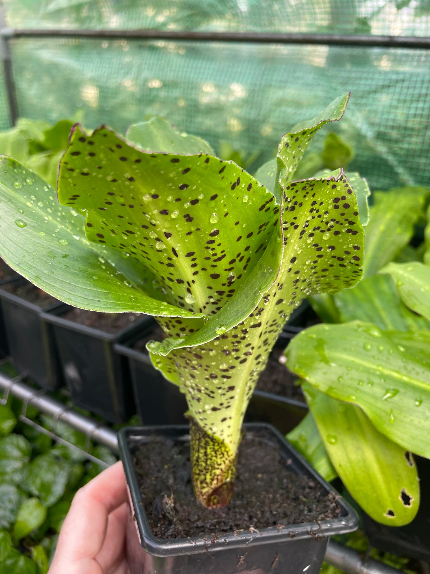 Eucomis bicolor